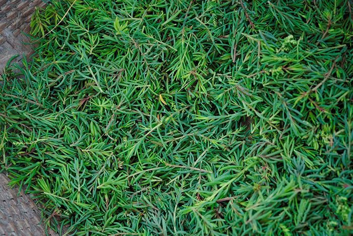 Rau nhót mọc thành từng đám, từng tảng, thấp lè tè, rễ bám chặt vào đất, nhìn rất giống cây hoa mười giờ. Ảnh: nghetinh.