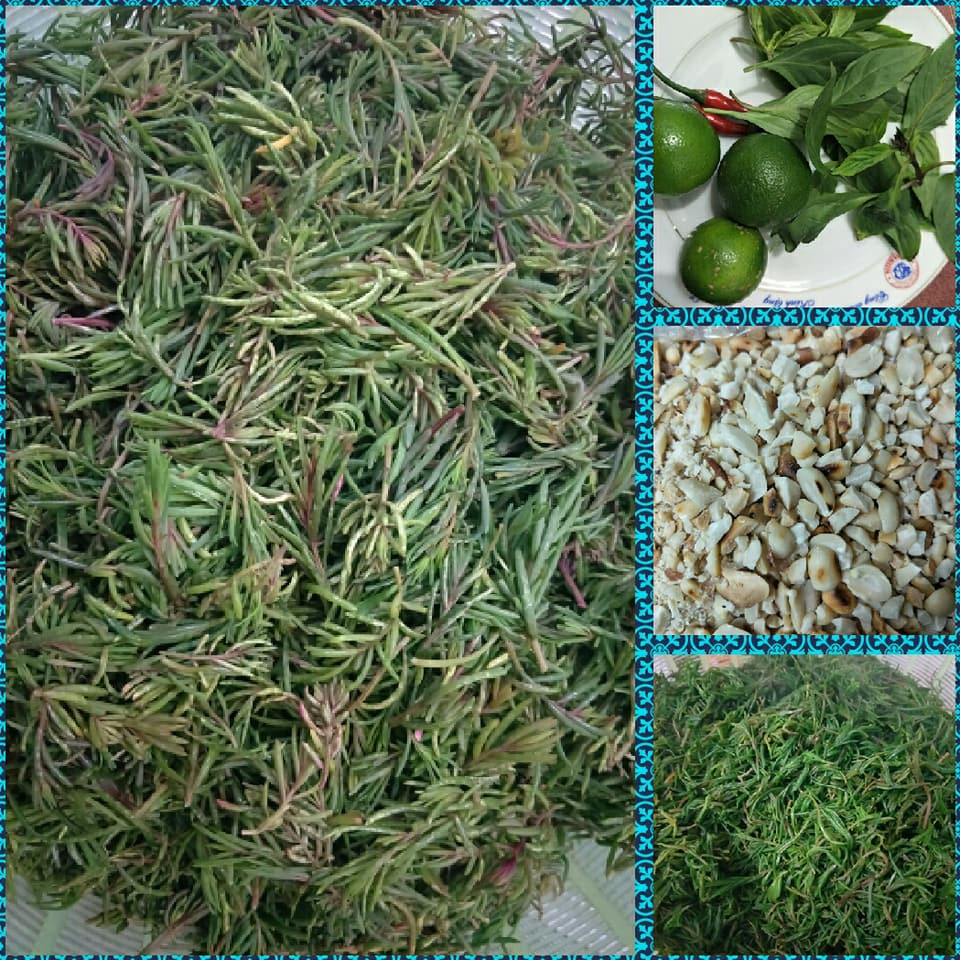 Rau nhót thường mọc hoang trên các đầm lầy, hồ tôm, ven theo các cánh đồng muối. Rau nhót thường ra ngọn nhiều vào mùa xuân. Ảnh: dulichnghean.