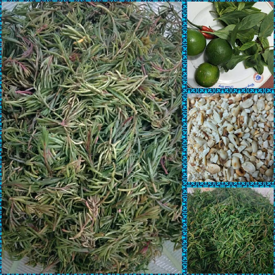 Rau nhót thường mọc hoang trên các đầm lầy, hồ tôm, ven theo các cánh đồng muối. Rau nhót thường ra ngọn nhiều vào mùa xuân. Ảnh: dulichnghean.