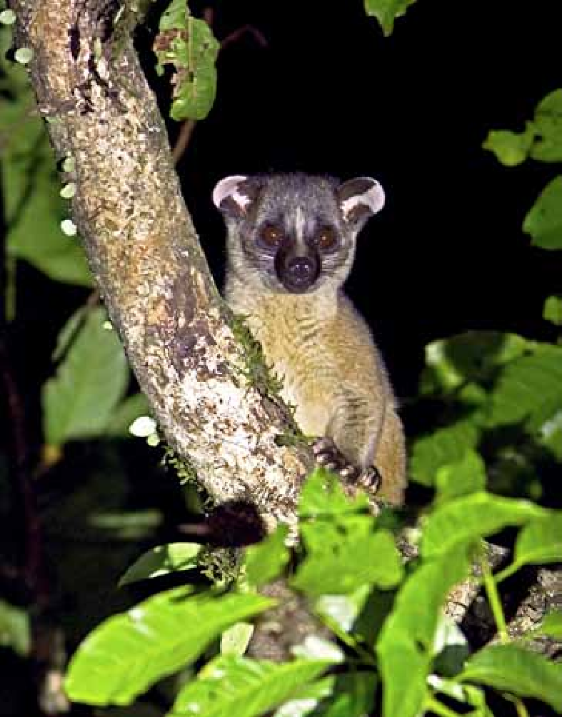 Cầy tai trắng là loài thú quý hiếm, có tên trong Sách đỏ Việt Nam. Đây cũng là loài thú có giá trị nghiên cứu khoa học và góp phần cân bằng sinh thái tự nhiên. Ảnh: researchgate.