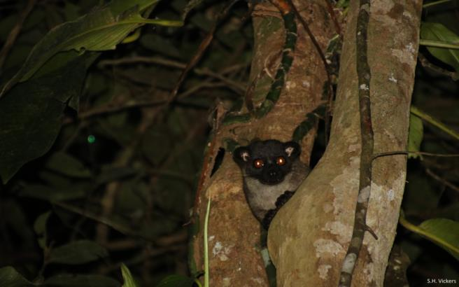 Đặc biệt, cầy tai trắng có hai mắt to, phần lông quanh mắt có màu sậm hơn trông giống chiếc mặt nạ của các ninja trên phim ảnh. Ảnh: researchgate.