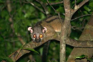 Cầy tai trắng sống thành đàn từ 3 đến 4 con trở lên và có thể sinh sản quanh năm, mỗi lứa đẻ 2 - 3 con. Cầy con thôi bú sau 2 tháng tuổi. Ảnh: researchgate.