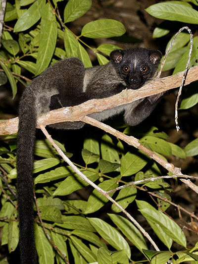 Cầy tai trắng có bộ lông ngắn màu nâu hoặc màu da bò, đầu có màu xám ngả sang hung, đuôi dài hơn thân, có khả năng leo trèo giỏi. Ảnh: ecologyasia.