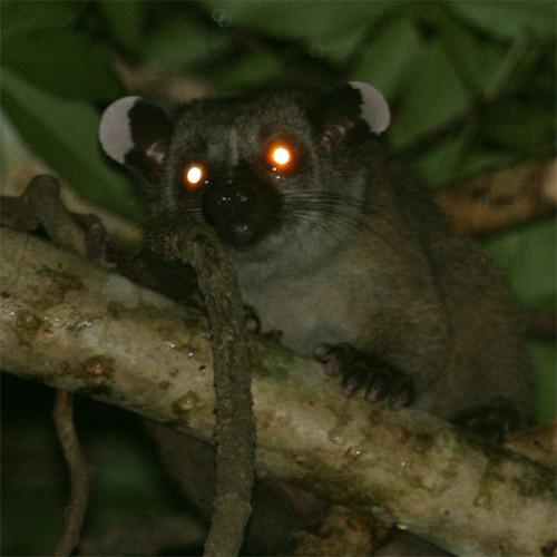 Trên thế giới, cầy tai trắng sống trong các khu rừng trải dài từ khu vực Nam Á đến Đông Nam Á như Myanma, Thái Lan, Lào, Campuchia, Việt Nam, Malaysia và Indonesia. Ảnh: takou.