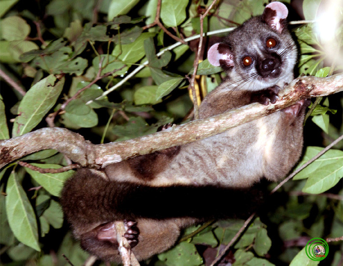 Cầy tai trắng " Ninja rừng già của VN" có tên khoa học là Arctogalidia trivirgata, có kích thước trung bình so với các loài khác trong họ Cầy với trọng lượng từ 2,4kg - 3kg. Ảnh: vncreatures.