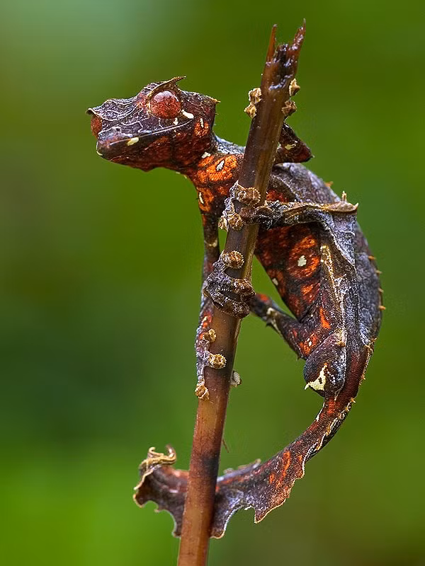 Tắc kè quỷ Satan có thể ăn mọi thứ nhưng chủ yếu vẫn là dế, ruồi, nhện, gián hay ốc sên. Ảnh: a4vn.