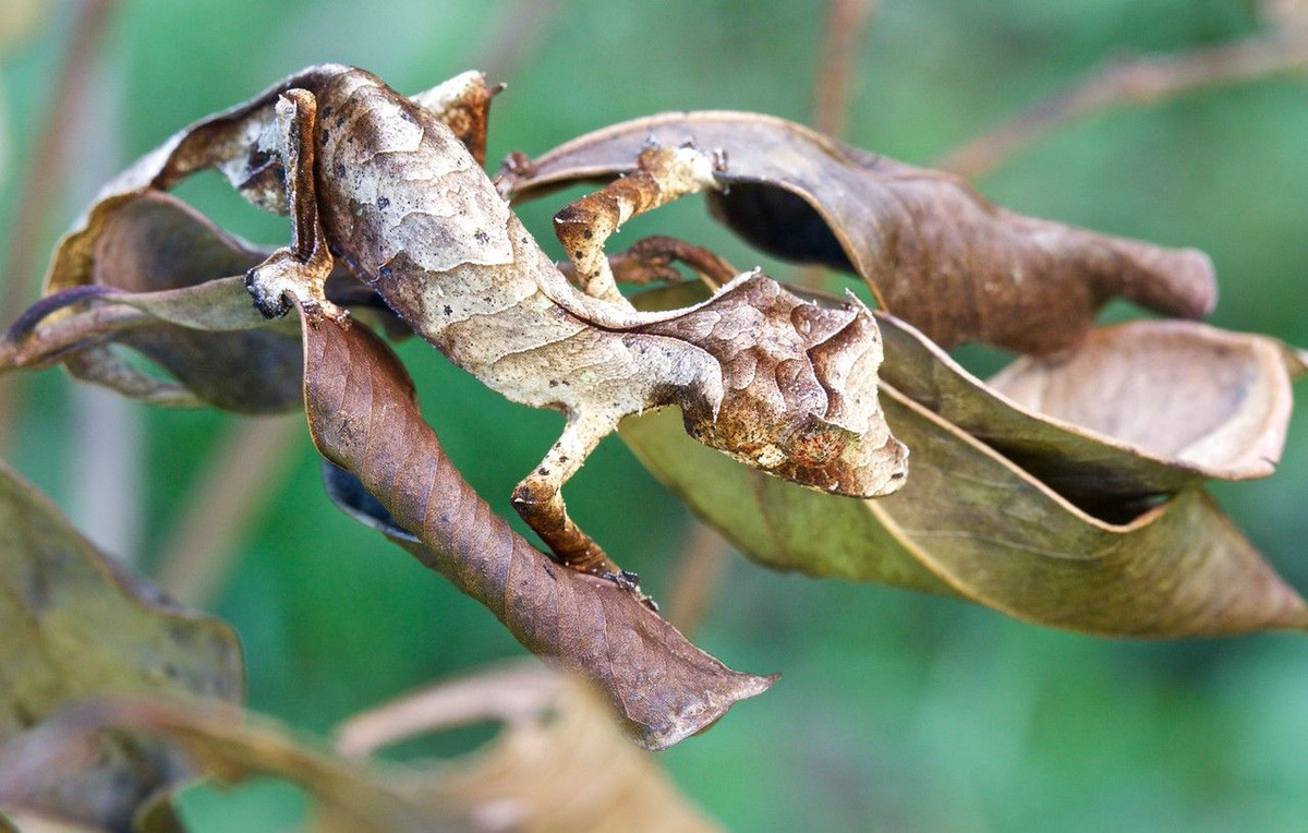 Tắc kè quỷ Satan dành cả ngày treo mình bất động trên những nhánh cây hoặc chui rúc bên cạnh những tán lá khô. Đây là cách chúng ngụy trang để tránh bị những kẻ săn mồi tấn công. Ảnh: pinimg.