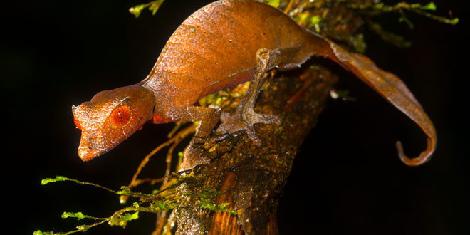 Tắc kè quỷ Satan tỏ ra hung hăng khi bị đe dọa, như mở miệng ra và kêu to lên để tránh những mối đe dọa. Ảnh: madamagazine.