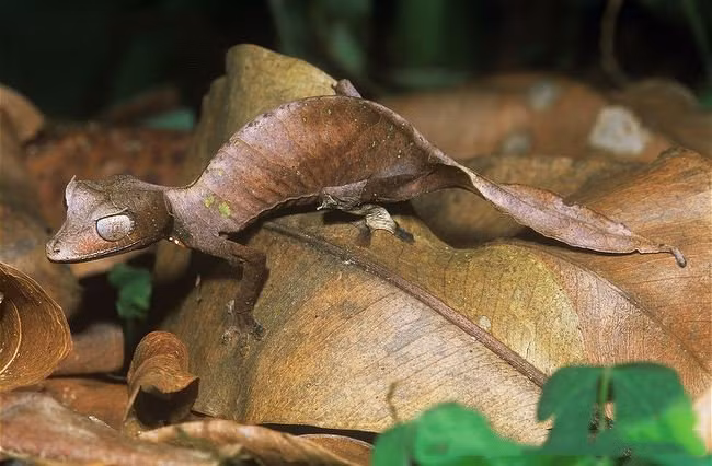 Tắc kè quỷ Satan trưởng thành có chiều dài thân từ 6,5 cho tới 15cm, bao gồm cả đuôi, cặp sừng nhỏ, ánh mắt sắc cùng nụ cười đầy sát khí. Ảnh: quantrimang.
