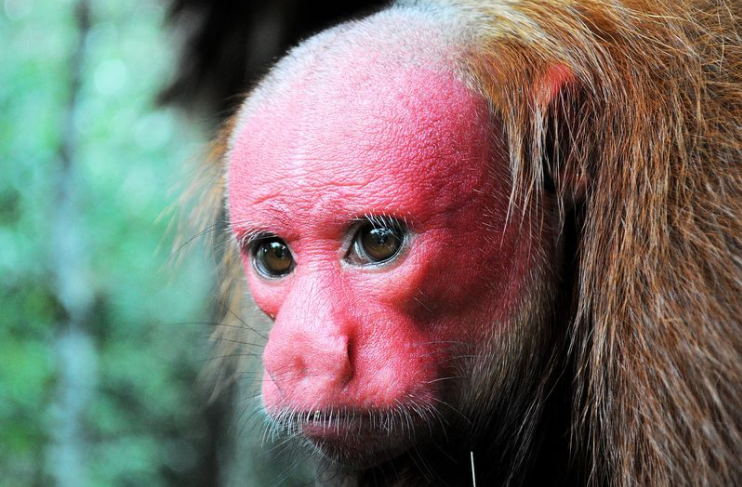 Khỉ mặt đỏ Uakari sống theo đàn và được phân cấp xã hội khá rõ ràng. Ảnh: thegioidongvat.