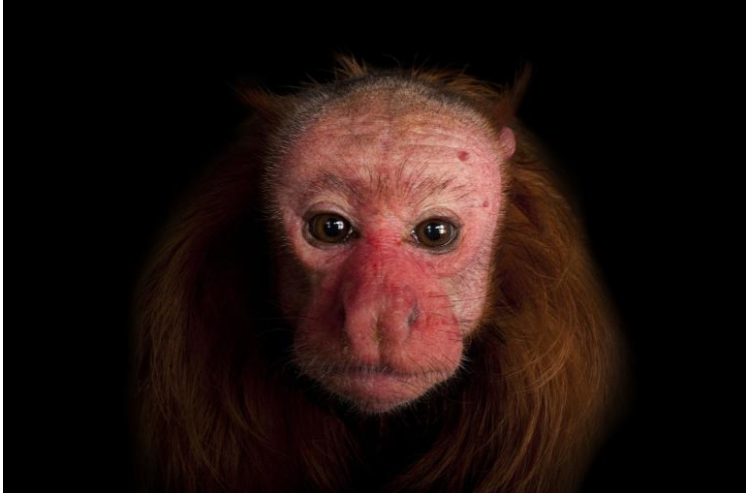 Khỉ mặt đỏ Uakari được nhận diện bởi mặt màu đỏ tươi để hấp dẫn bạn tình trong mùa giao phối. Ảnh: thegioidongvat.