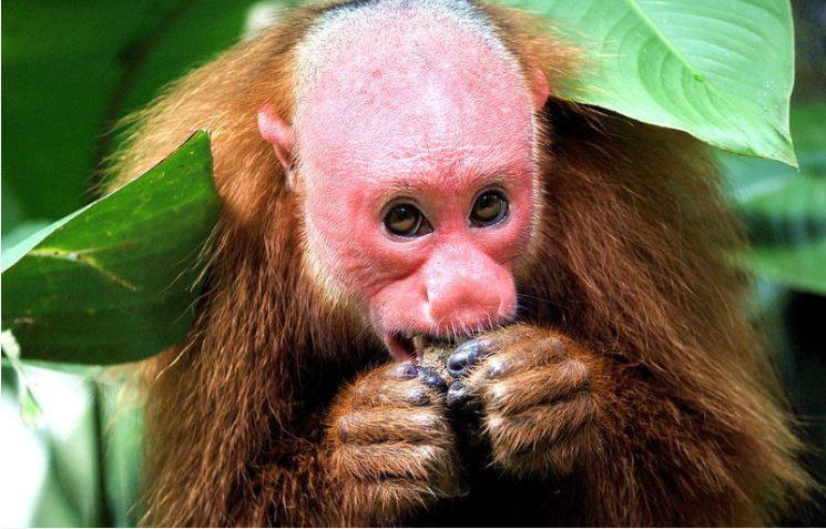  Thức ăn của khỉ Uakari mặt đỏ thường là trái cây, các loài thực vật và một số loài côn trùng. Ảnh: thegioidongvat.