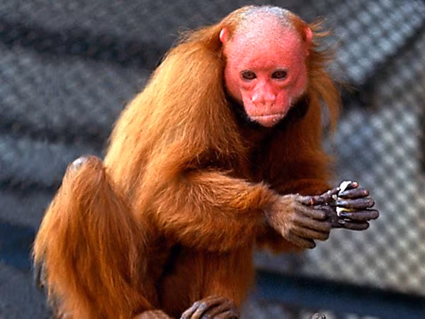 Mùa sinh sản của khỉ mặt đỏ Uakari là khoảng giữa tháng 10 và tháng 5, trong khi thời gian mang thai của con cái là khoảng 6 tháng. Ảnh: pinimg.