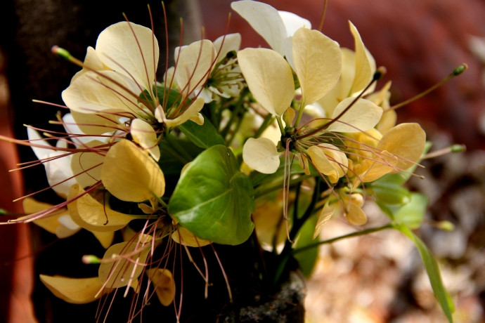  Quả bún có thể ăn được. Ảnh: baogiaothong.