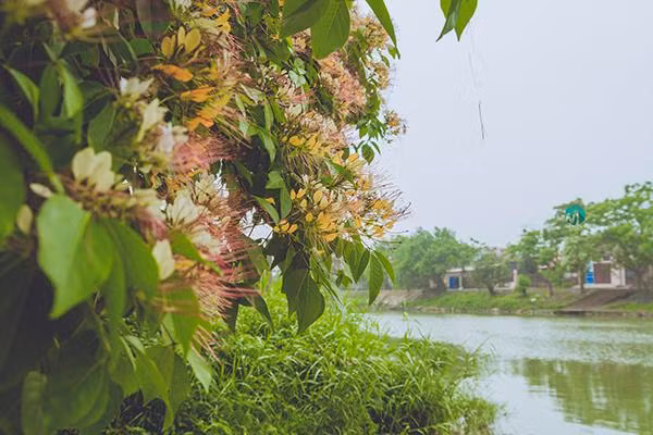 Cây bún có nguồn gốc từ Nhật Bản, Úc. Hiện nay, loài cây này phân bố rộng rãi ở nhiều nơi trên thế giới như Trung Quốc, Đài Loan, Bhutan, Campuchia, Ấn Độ, Myanmar, Nepal, Philippines, Sri Lanka, Thái Lan... Ảnh: tintuc.