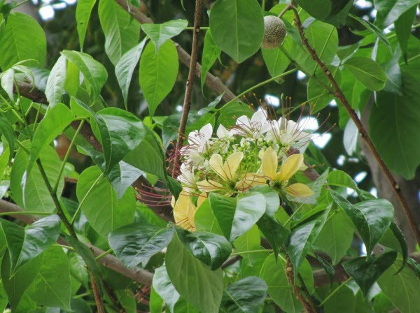 Những bông hoa bún chứa đầy mật hấp dẫn vô số côn trùng và những loài chim. Ảnh: ydvn.