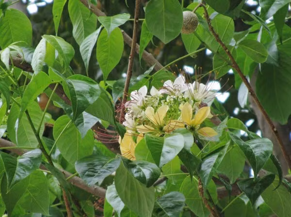 Những bông hoa bún chứa đầy mật hấp dẫn vô số côn trùng và những loài chim. Ảnh: ydvn.