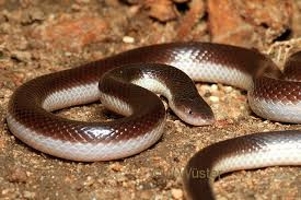 Màu sắc chủ đạo của chúng là màu tối, như nâu sẫm hay xám đen, đôi mắt nhỏ và cổ không phân biệt với thân. Bụng có màu trắng đồng nhất, hoặc màu vàng nhạt, với một loạt các đốm màu tối.