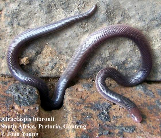 Rắn dao găm được coi là tử thần dưới đất, bởi khi mùa mưa đến chúng chui lên khỏi mặt đất cướp đi sinh mạng của rất nhiều người vô tội. 