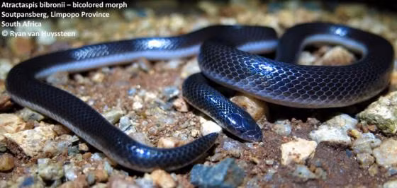 Cũng giống như nhiều loài rắn độc khác, chúng có một cặp răng nanh tiêm nọc độc để làm tê liệt đối phương. Tuy nhiên , cặp răng nanh lại được cấu tạo chỉ có 1 không 2 vô cùng đặc biệt.