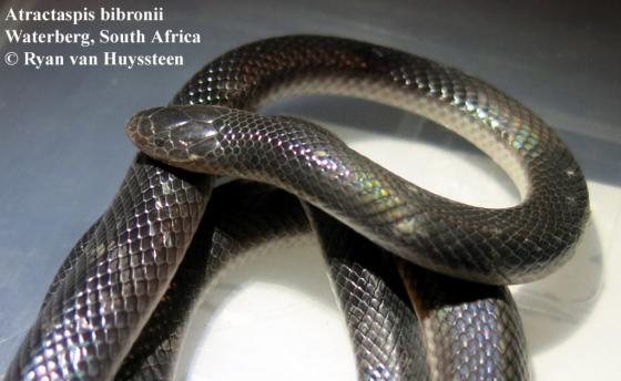 Không có thân hình quá dài như những loài rắn khác, cơ thể trưởng thành của rắn dao găm Bibron chỉ từ 30-40 cm, nhưng tốc độ gây sát thương của chúng vượt trội so với đồng loại của mình.