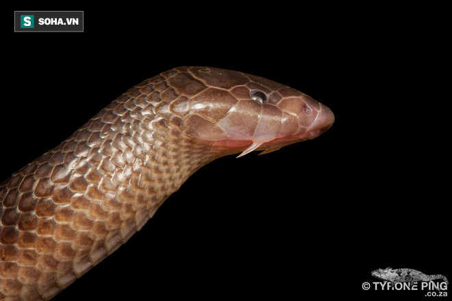  Rắn dao găm Bibron (tên khoa học Atractaspis bibronii) là một trong 3 loài rắn kịch độc, đặc hữu ở châu Phi. Nó được lấy tên từ tên của nhà nghiên cứu bò sát người Pháp Gabriel Bibron. 