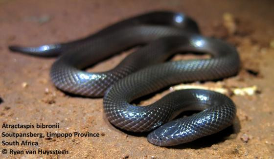 Thức ăn chính của rắn dao găm là ếch nhái, các loài bò sát và các loài động vật có vú nhỏ. 