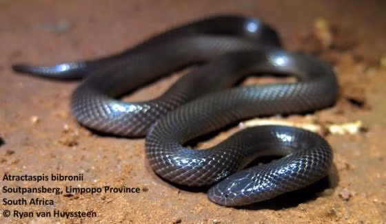 Thức ăn chính của rắn dao găm là ếch nhái, các loài bò sát và các loài động vật có vú nhỏ. 