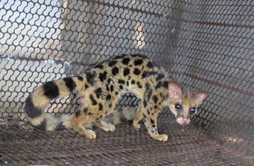 Cầy gấm đực và cái đều có tuyến xạ. Đặc biệt, loài cầy này chỉ có một chiếc răng ở hàm trên. Ảnh: petrotimes.