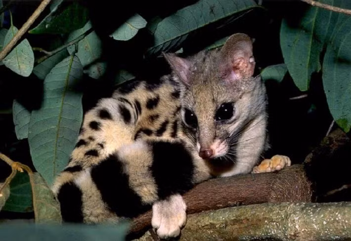 Cầy gấm sống và hoạt động chủ yếu ở rừng thứ sinh có nhiều dây leo cây bụi. Cầy gấm là loài hoạt động về đêm, leo trèo giỏi mà sống đơn độc. Ảnh: mytourcdn.