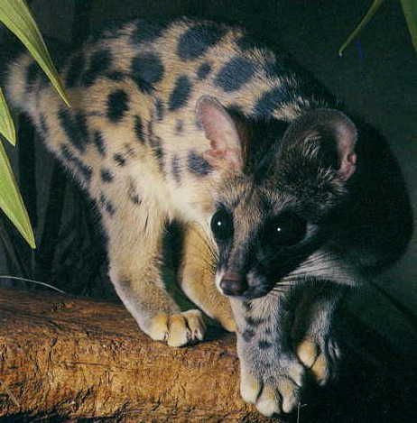 Thức ăn của cầy gấm gồm chuột, rắn, ếch nhái, chim nhỏ, côn trùng. Ảnh: pinimg.