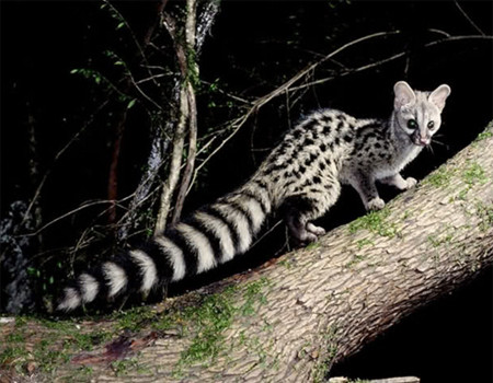 Trên thế giới, cầy gấm phân bố ở Ấn Độ, Nepal, Myanmar, Trung Quốc, Thái Lan, Indonesia, Lào. Ảnh: vncreatures.