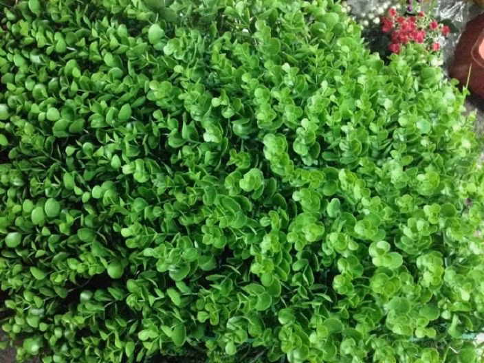 Cây tai chuột có vị hơi chua, có thể dùng tươi hay phơi khô nhưng người dân thường dùng tươi hái về sao vàng sắc uống. Ảnh: shopnghethuat.