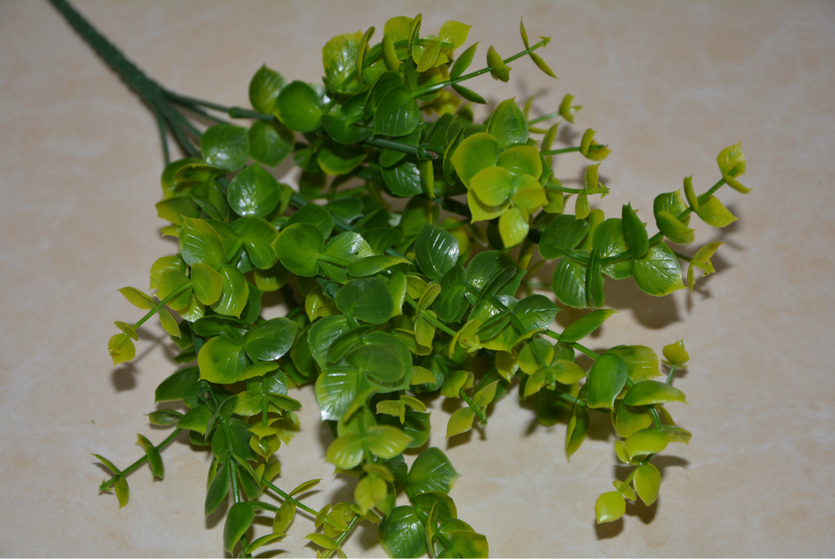 Ở Việt Nam, cây tai chuột mọc chủ yếu ở vùng núi, thường gặp trên các cây gỗ ven rừng. Ảnh: trinhduocvien.