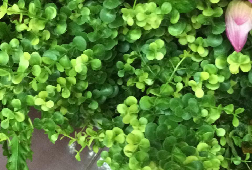 Cây tai chuột có hoa màu trắng mọc ở nách lá, ra hoa tháng 4 - tháng 6, tòn dây có nhựa mủ màu trắng. Ảnh: tuongcaygia.