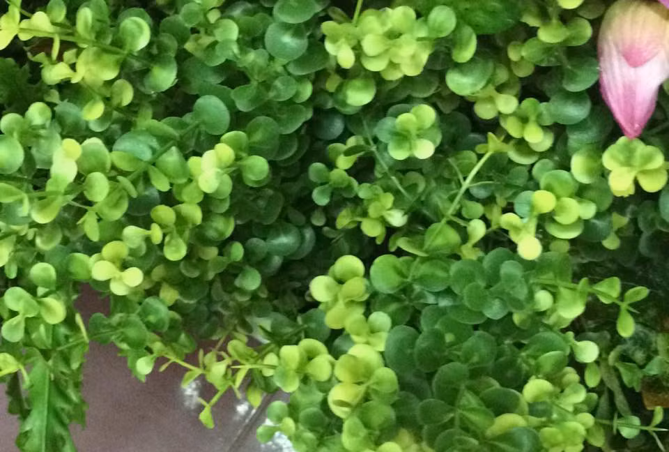 Cây tai chuột có hoa màu trắng mọc ở nách lá, ra hoa tháng 4 - tháng 6, tòn dây có nhựa mủ màu trắng. Ảnh: tuongcaygia.