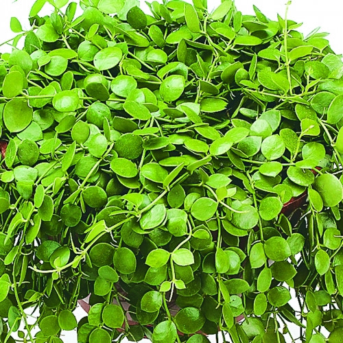 Ngoài được trồng làm thuốc, cây tai chuột còn được trồng làm giàn leo lấy bóng mát, hoặc cho leo tường làm cảnh. Ảnh: congtycayxanh.