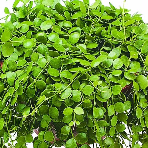 Ngoài được trồng làm thuốc, cây tai chuột còn được trồng làm giàn leo lấy bóng mát, hoặc cho leo tường làm cảnh. Ảnh: congtycayxanh.