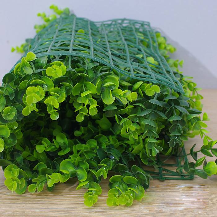 Cây tai chuột có nguồn gốc ở các nước nhiệt đới hoặc cận nhiệt đới. Ảnh: congtycayxanh