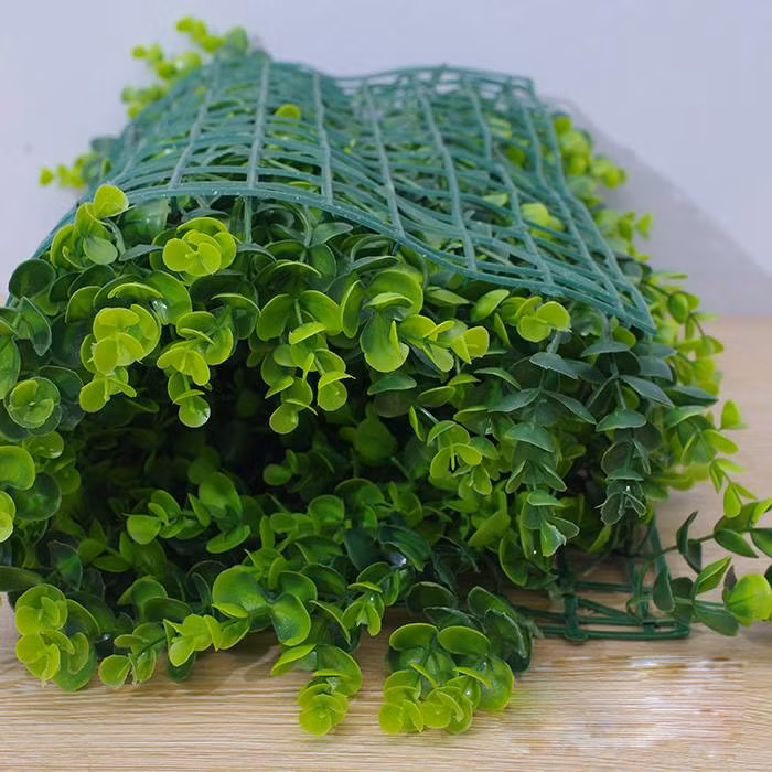 Cây tai chuột có nguồn gốc ở các nước nhiệt đới hoặc cận nhiệt đới. Ảnh: congtycayxanh