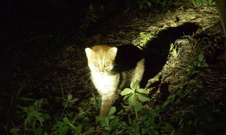 Mèo đầu phẳng hay săn bắt con mồi trên những con sông. Chúng là loài mèo ưa sạch sẽ nên thường rửa con mồi trước khi ăn. Ảnh: khoahoc.