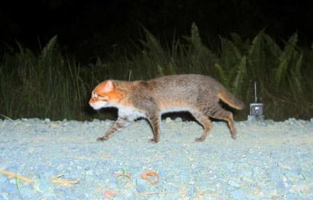 Mèo đầu phẳng sở hữu đôi mắt gần nhau một cách bất thường giúp tầm nhìn của mèo đầu phẳng cải thiện hơn so với những loài mèo khác. Ảnh: khoahoc.