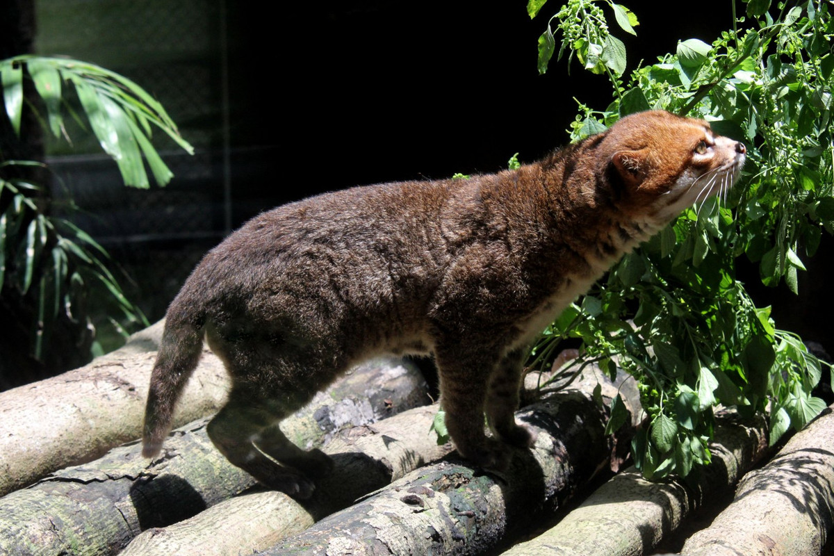 Mèo đầu phẳng đã được đưa vào Sách đỏ, là một trong những loài có nguy cơ tuyệt chủng cao, cần được bảo vệ nghiêm ngặt. Ảnh: zoochat.