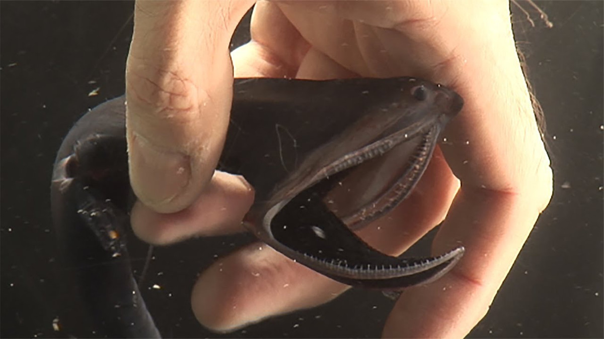 Bên cạnh đó, nó còn sở hữu dạ dày “đa năng”, có thể nuốt chửng con mồi to hơn cả kích thước cơ thể nó. Ảnh: ytimg.