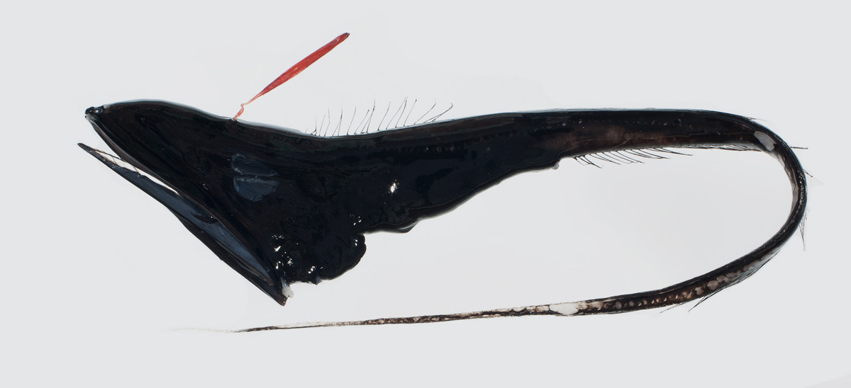 Lươn biển Gulper được tìm thấy nhiều ở các vùng ôn đới và nhiệt đới phân bổ ở khắp đại dương trên thế giới. Ảnh: fishesofaustralia.