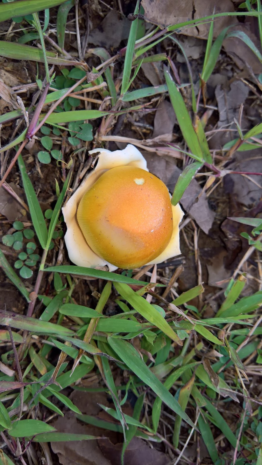 Đúng như tên gọi, nấm trứng gà có hình dáng giống như quả trứng: bên ngoài có lớp vỏ màu trắng, bên trong giống như lòng đỏ trứng gà. Ảnh: blogspot.