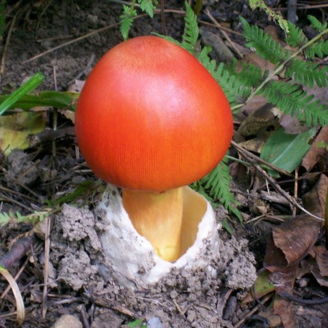 Nấm trứng gà còn gọi là nấm César đại đế. Ảnh: hstatic.