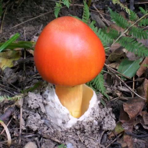 Nấm trứng gà còn gọi là nấm César đại đế. Ảnh: hstatic.