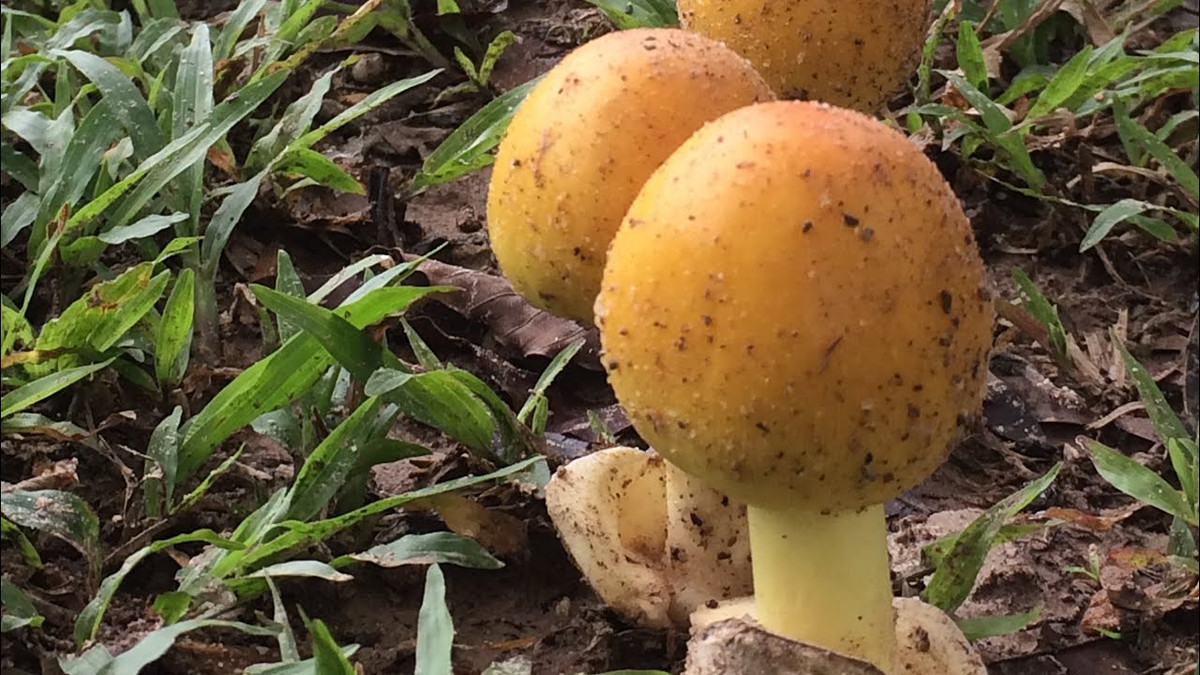 Tên gọi "César” xuất phát từ lý do: vào thế kỷ 17, loài nấm này được hoàng đế César của đế chế La Mã rất ưa chuộng nên nhà nấm học Scopoli lấy tên của vị hoàng đế này đặt tên cho nó. Ảnh: ytimg.