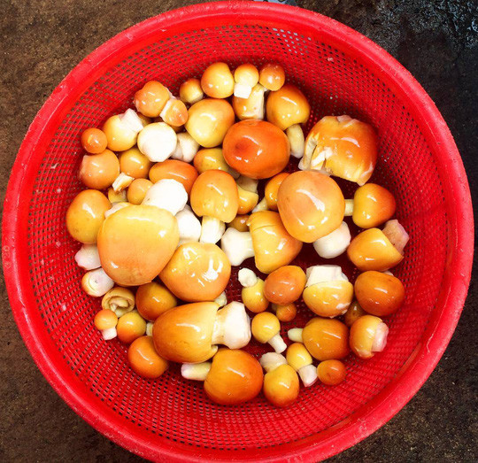 Nấm trứng gà là loài nấm cực kỳ quý hiếm trên thế giới, có nhiều chất dinh dưỡng và có thể chế biến thành nhiều món ăn ngon. Ảnh: mediacdn.